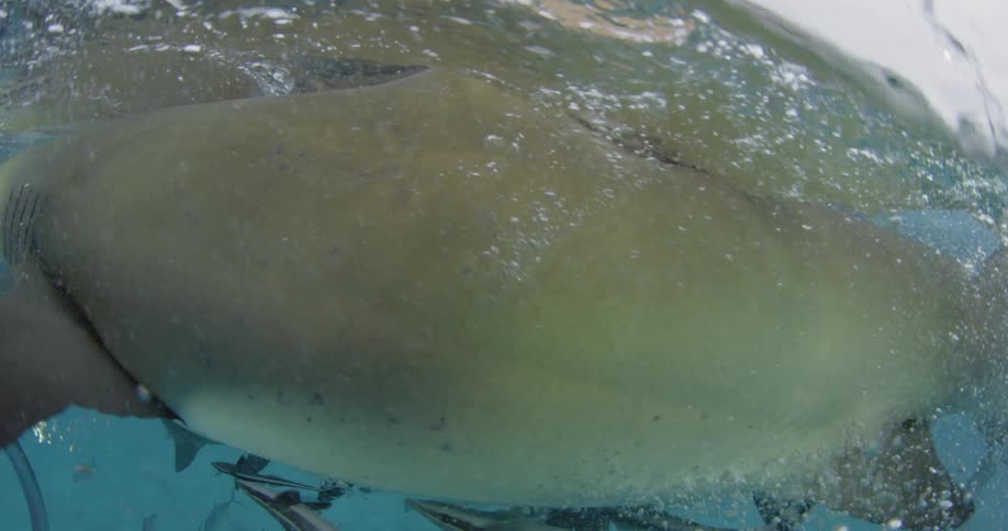 A very close up shot of a shark swimming along the surface of the ocean