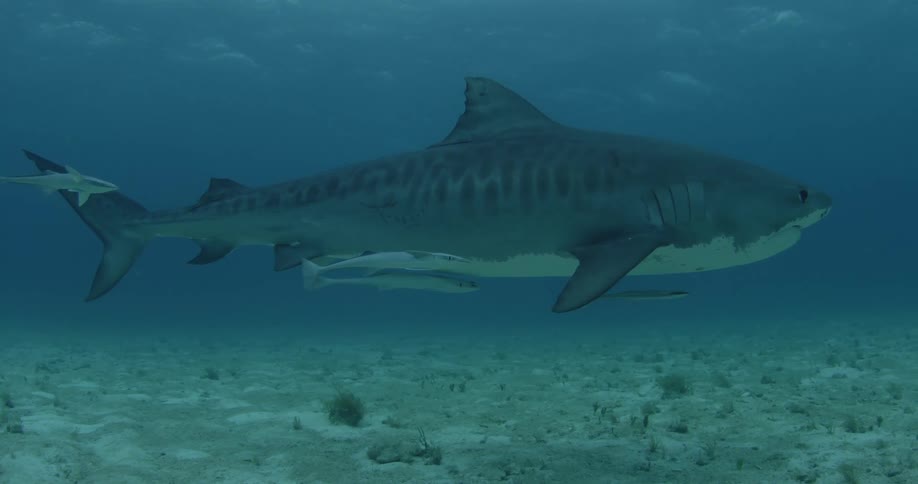 A shark and fish swim at the bottom of the ocean