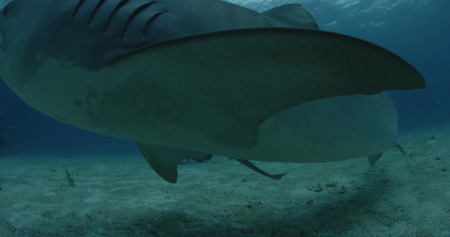 A scuba diver is swimming behind a large shark as the shark turns