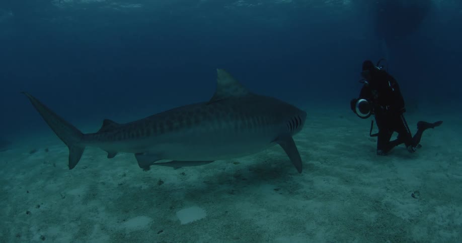 A shark swims up to a diver