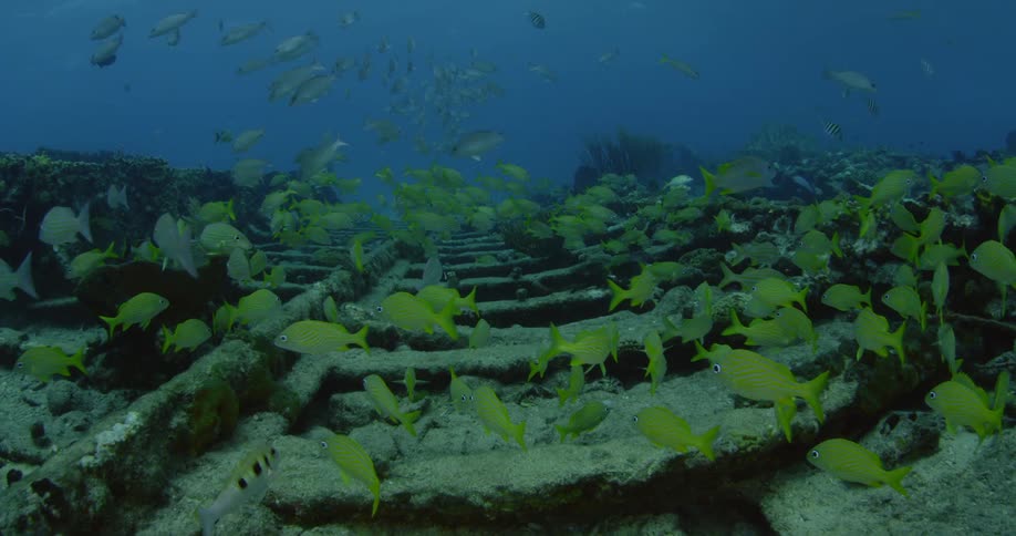 Fish swim near the ocean floor