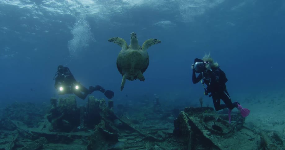 A diver views a sea turtle near the ocean floor