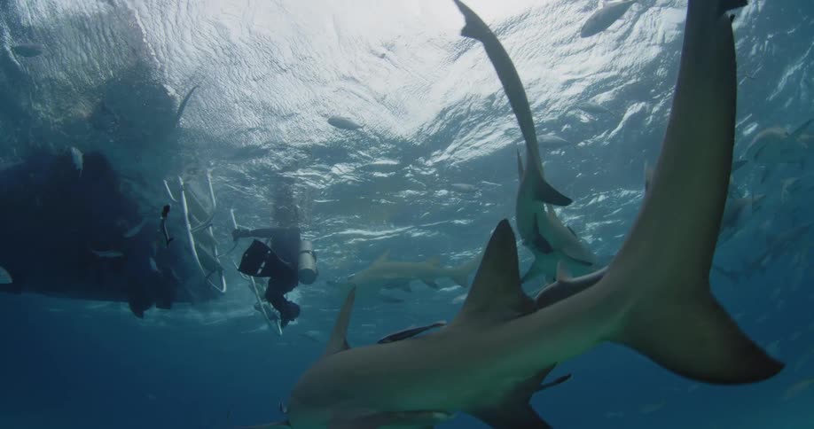 Fish and sharks swim near a boat and a scuba diver
