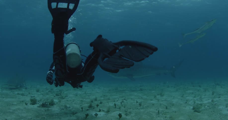 A scuba diver swims at the bottom of the ocean