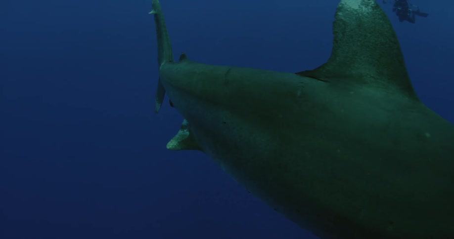 A shark swims close and past in the ocean