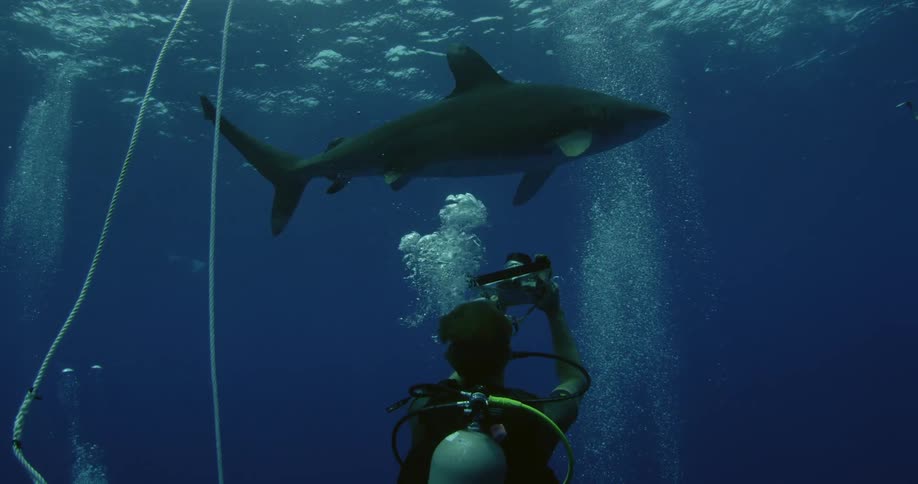 A scuba diver films a swimming shark