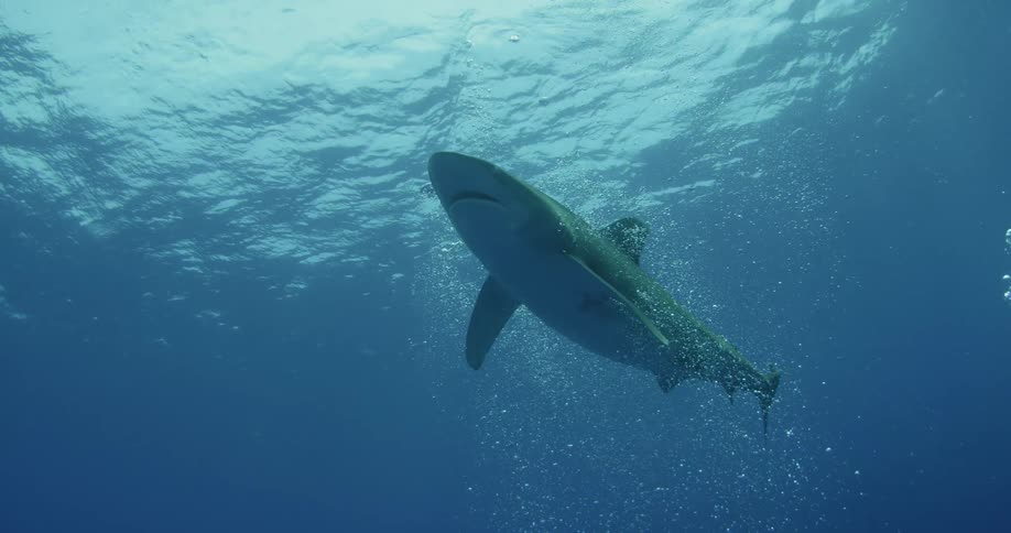 A shark swims through some bubbles towards the surface of the water