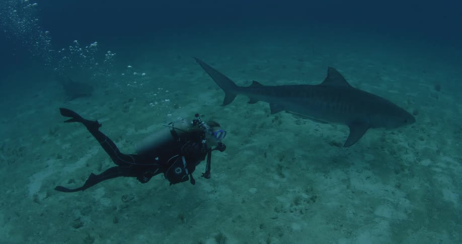 A person swimming underwater with a shark next to him