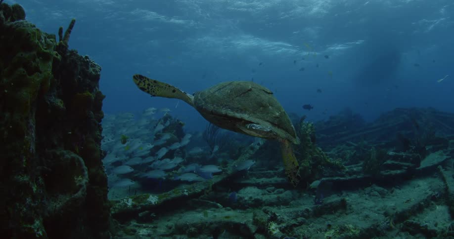 Sea turtle swimming majestically amongst other fish