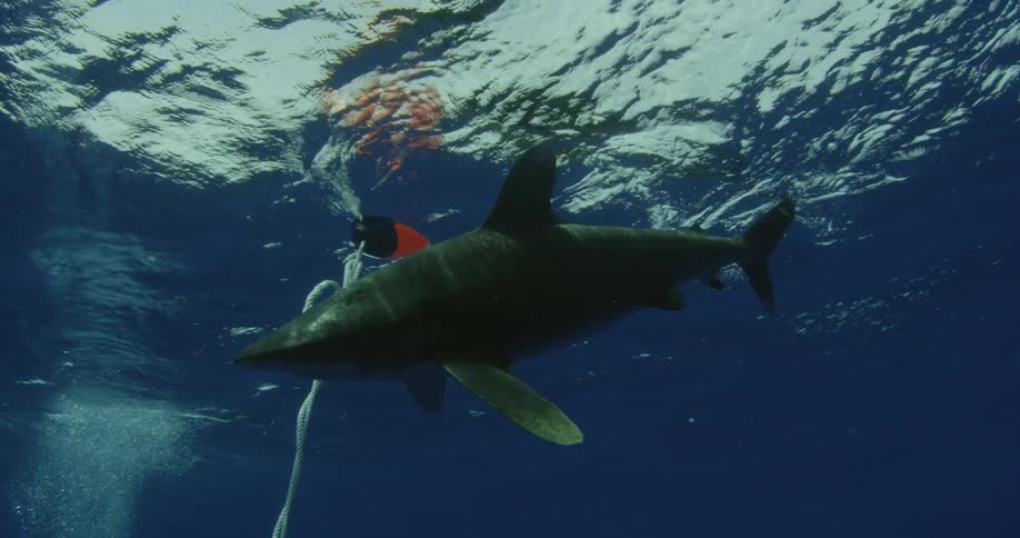 A large shark swims in the water by the surface