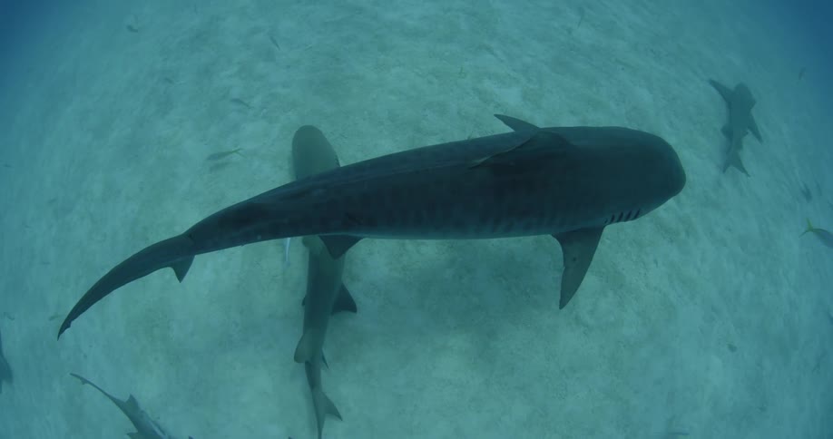 Overhead view of several nurse sharks swimming