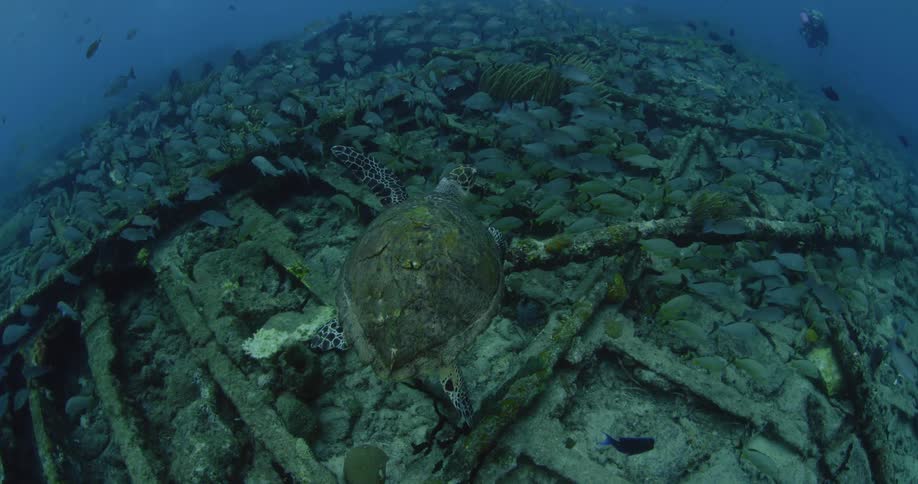 Turtle and other fish swimming near wreckage on ocean floor