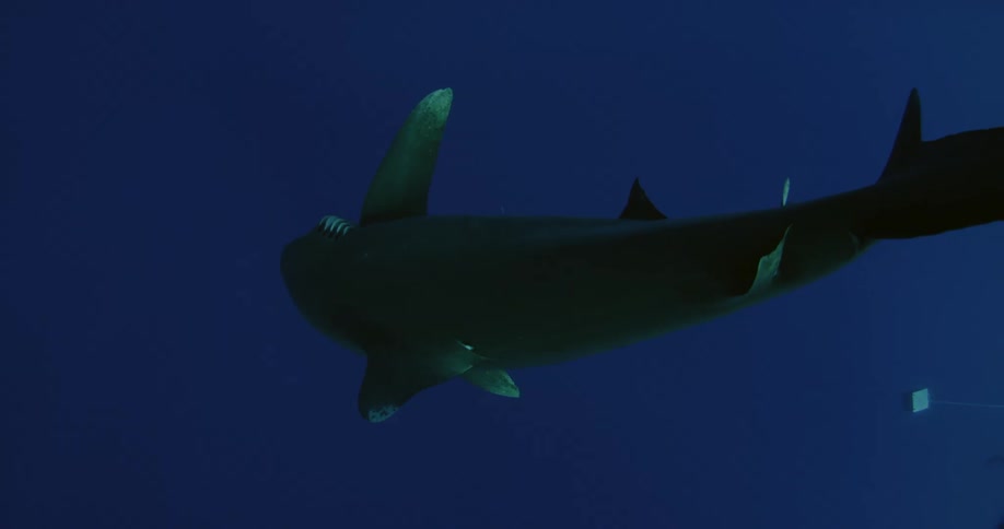 A shark chomps down bait that is floating in the water