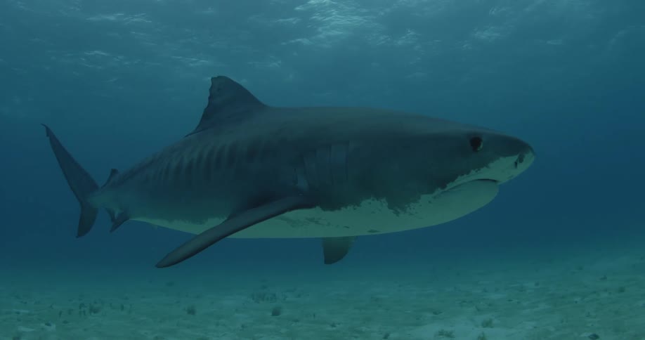 A shark glides along the bottom of the water