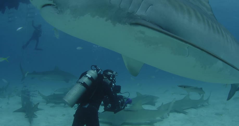 A scuba diver films sharks and fish underwater