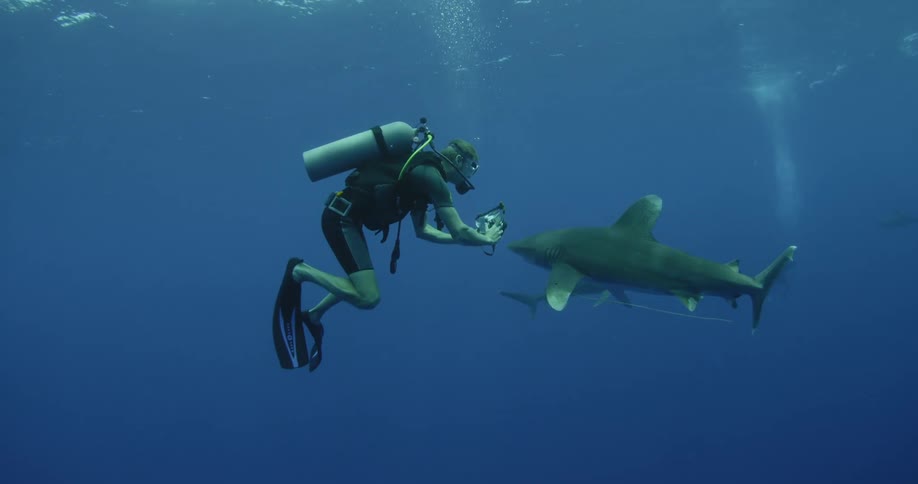 A scuba diver photographs a passing shark