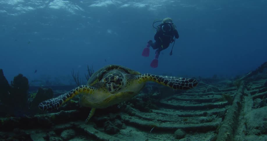 A sea turtle is swimming in front a scuba diver