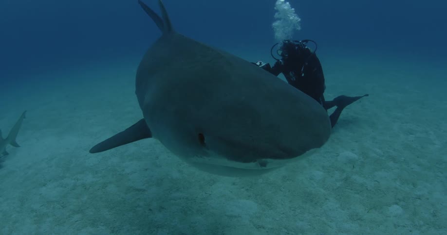 A scuba diver films a shark in the ocean