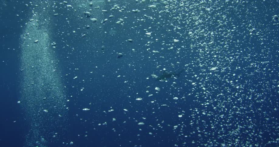 Shark swimming in bubbly ocean water