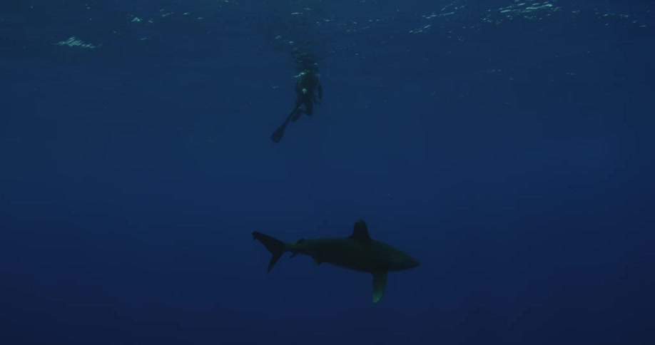 A diver floating near the ocean surface is watching a shark
