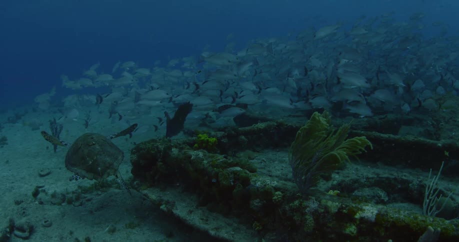 Turtle and other fish swimming near wreckage on ocean floor