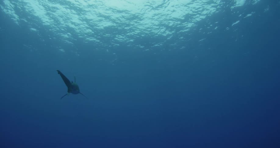 A shark is swimming away from the camera near the surface