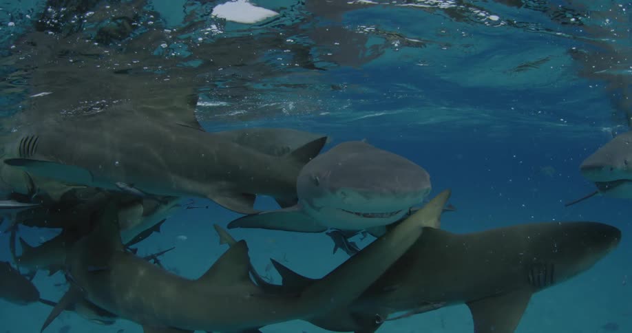 Many sharks and fish swimming in the ocean