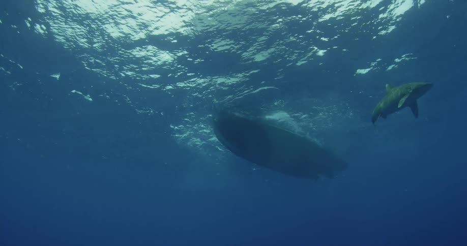 A shark swims near a boat in the ocean