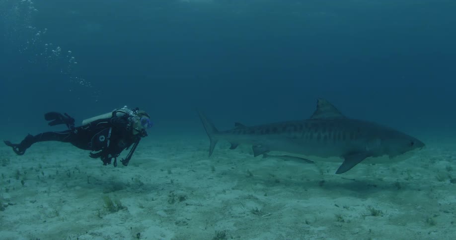 A diver and shark swim along the ocean floor