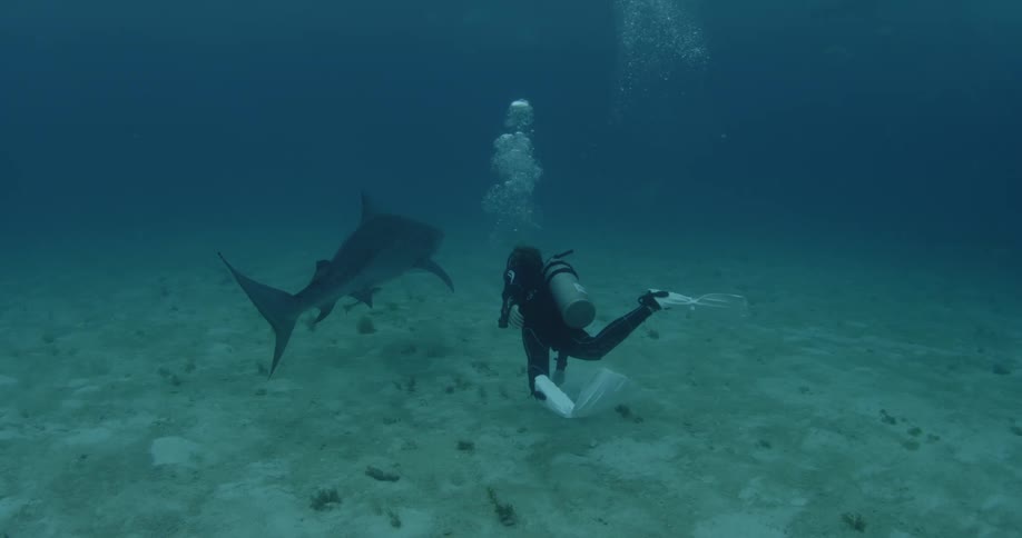 A scuba diver swims at the bottom of the ocean near a shark