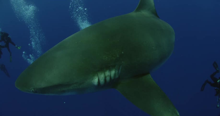 A shark swims near divers in the ocean