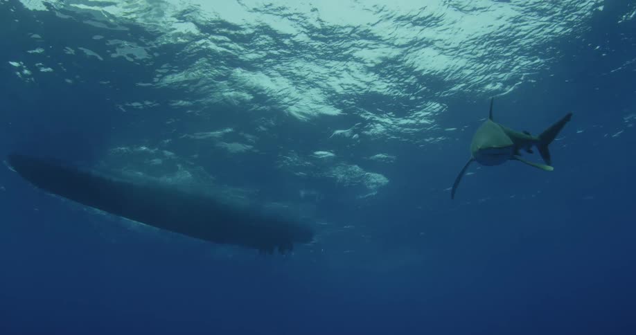 A shark swims in the ocean below a boat