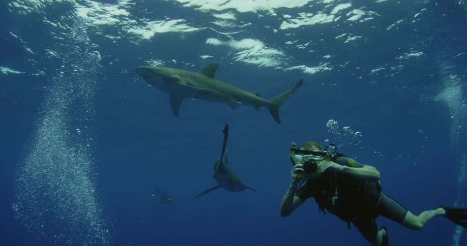 Sharks swim above a scuba diver holding a camera