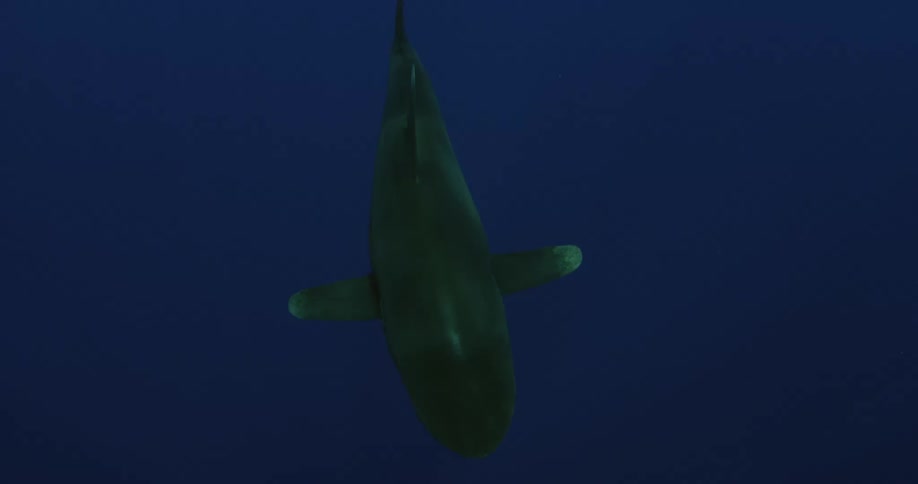 Shark swimming in dark ocean water