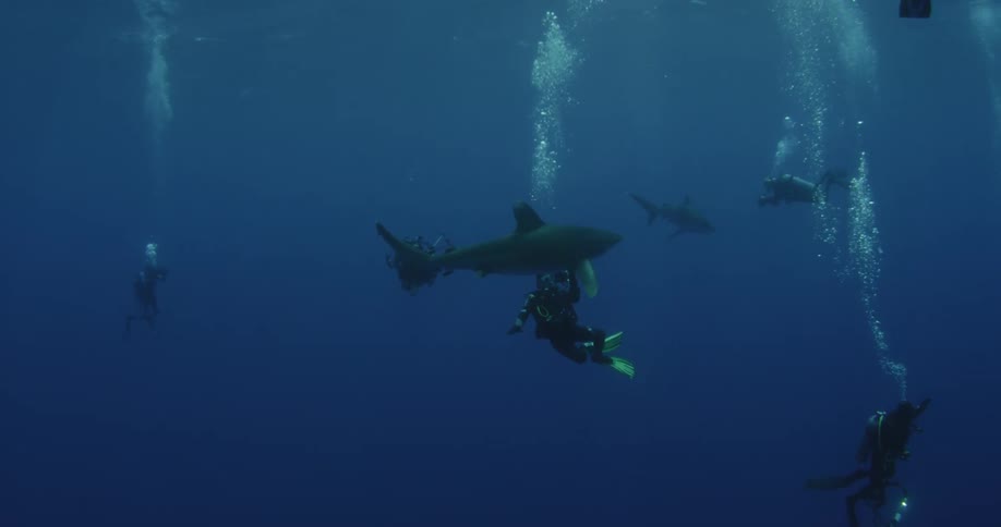 Divers photographing shark swimming in ocean water