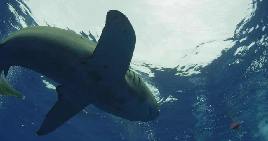 A shark swims just below the surface