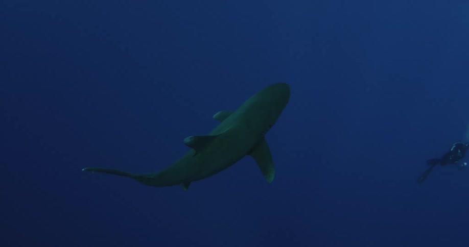 A shark swimming slowly under water