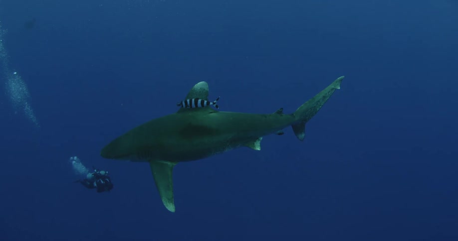 A striped fish swims near a shark's fin