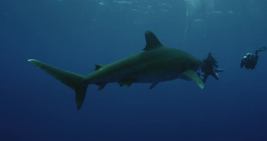 Divers photographing shark swimming in ocean water