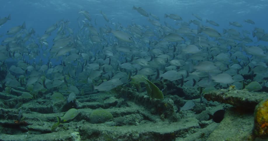 A large school of fish hover over a submerged ruin