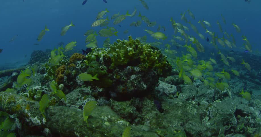 Fish swim near the rocky ocean floor