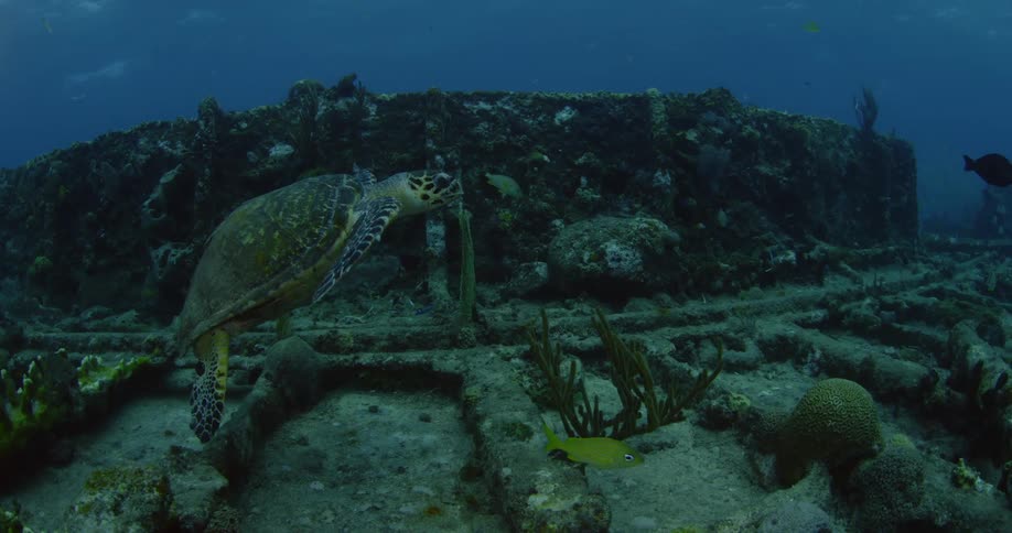 A sea turtle swims in the ocean