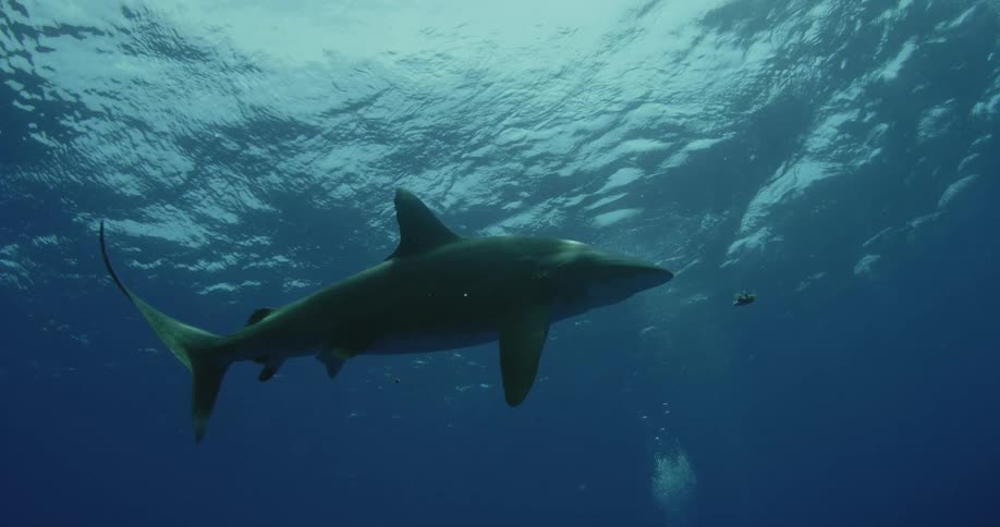 A shark swimming near the water's surface chomps down on a piece of bait