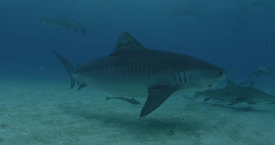 Sharks swim in the murky water near the sand