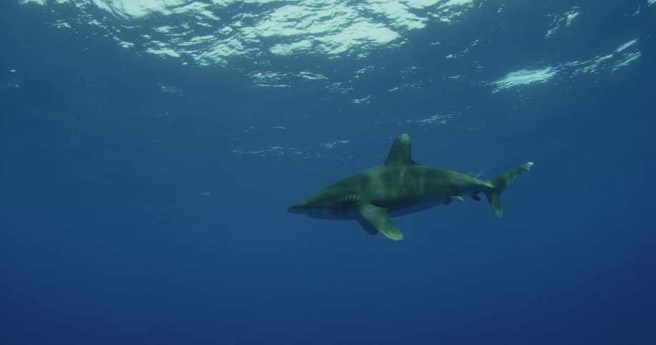 A shark swims through blue ocean water