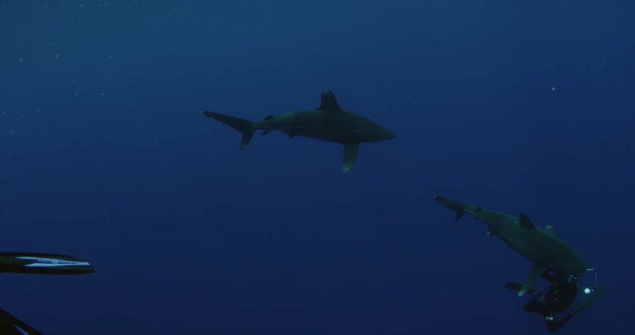 Divers swimming in the sea amongst some sharks
