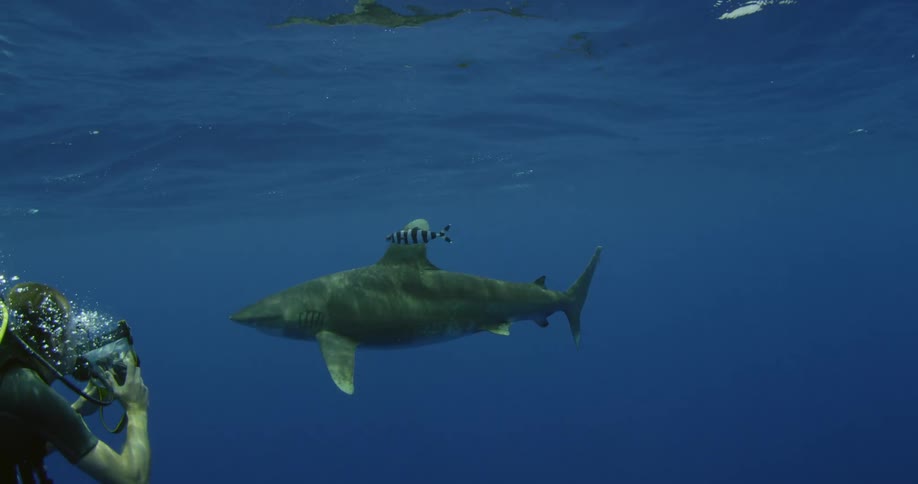 A diver photographs a shark in the ocean