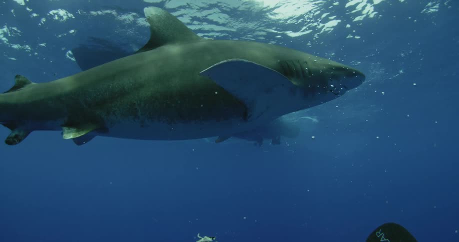 Shark swimming below a boat in ocean water
