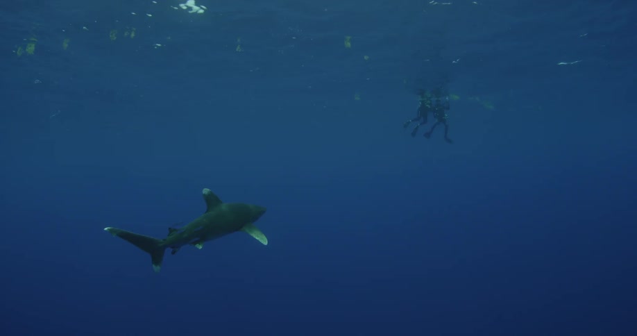 Shark swimming as two scuba divers are at the surface in the distance