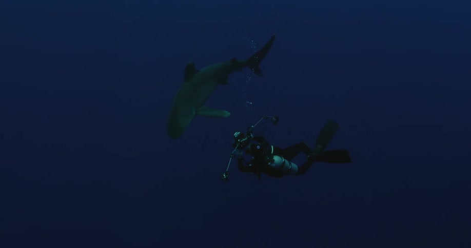 Scuba diver swimming closely to a shark in dark waters